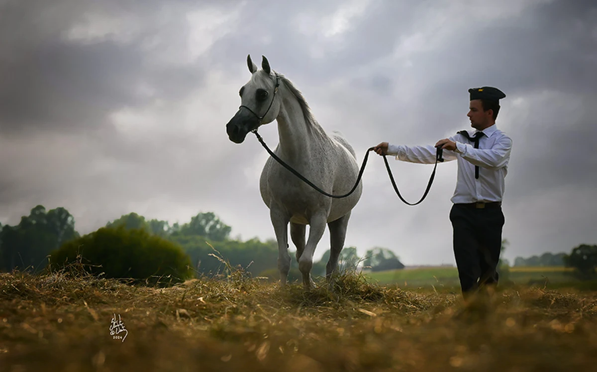 W pierwszej połowie sierpnia Polska stanie się ponownie areną najważniejszego wydarzenia w świecie miłośników koni czystej krwi - Dni Konia Arabskiego. To wyjątkowe święto od lat uznawane za kluczowe dla hodowców, pasjonatów i wszystkich, dla których koń arabski jest synonimem piękna, elegancji oraz niezwykłej historii.