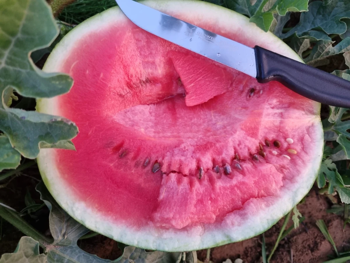 Polskie arbuzy i inne owoce, które kojarzymy z południem Europy, pojawiły się na plantacjach na południu Mazowsza. Rolnicy tłumaczą, że to efekt upałów, które występują tego lata.