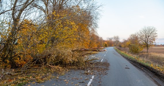 Wiatr zrywa konary drzew, które przewracają się nie tylko na budynki i ulice, ale także linie energetyczne. W Polsce około 300 tys. osób jest pozbawionych prądu, a strażacy mają ręce pełne roboty.
