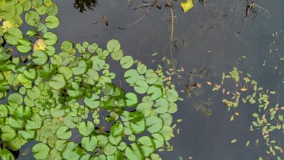 Tragedia w Rybniku. Czterolatek utonął w oczku wodnym