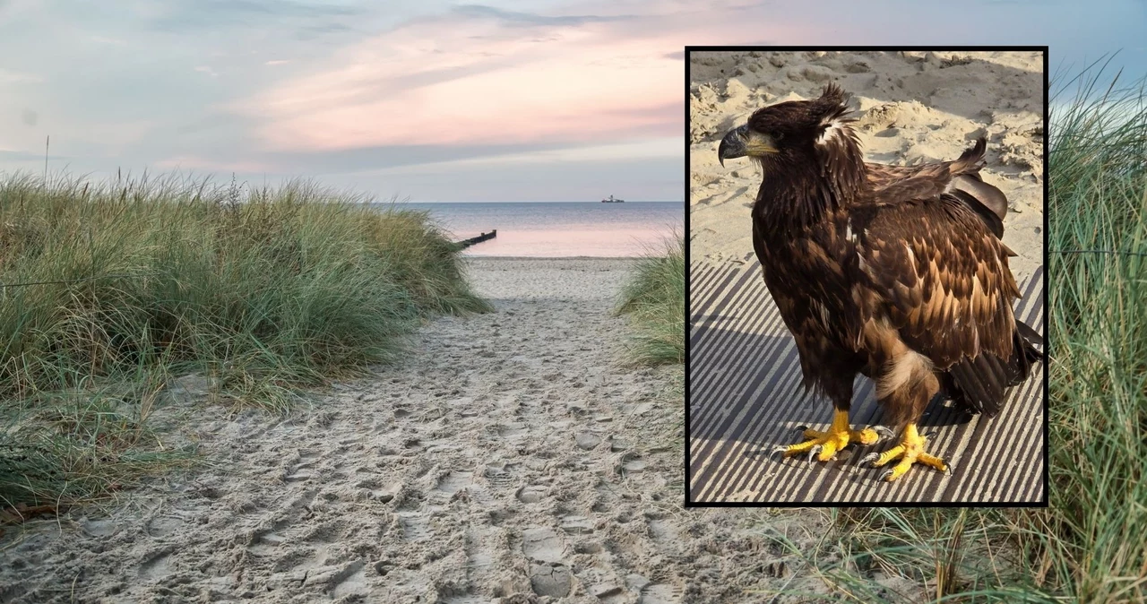  Wielki orzeł usiadł na plaży. Kiedy leciał nad głowami turystów, bili brawo 