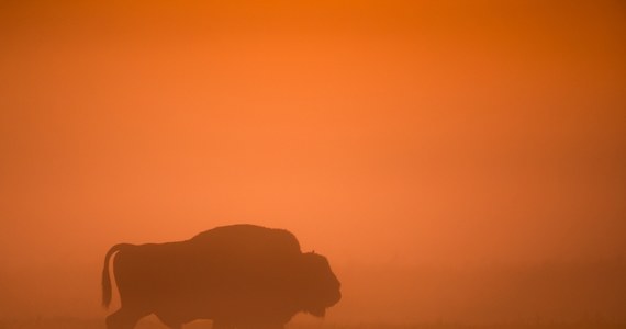 W nocy poszukiwania bizona, który uciekł z azylu w Kurozwękach, rozpoczną myśliwi. Choć prawo nakazuje odstrzał zwierzęcia, myśliwi zapewniają, że strzelać nie będą. Nawet wiceminister środowiska zaapelował, by schwytać uciekiniera żywcem.
