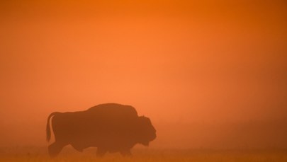 Uwaga na bizona. Uciekł z azylu i tropią go myśliwi