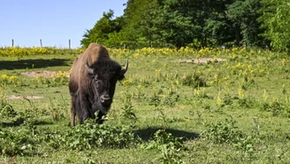 Tragiczny koniec bizona Foresta. Myśliwi: Zostało złamane prawo