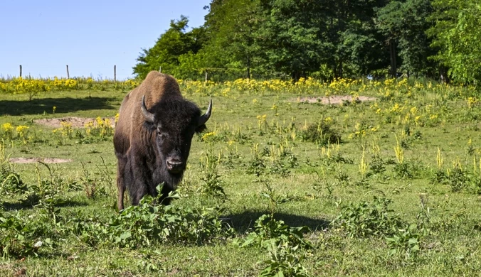 Tragiczny koniec bizona Foresta. Myśliwi: Zostało złamane prawo