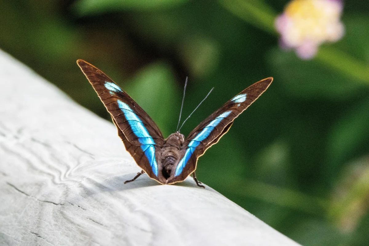 Palmiarnia w Łodzi przez cały sierpień będzie prezentować żywe motyle z różnych części świata. Specjalnie dla nich przygotowano w palmiarni pomieszczenie, w którym odtworzono specyficzny klimat Ameryki Środkowej. Zgromadzono tam też gatunki roślin, których nektar stanowi pokarm dla motyli.
