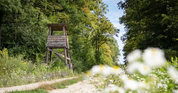 29-letni mężczyzna został śmiertelnie postrzelony podczas przygotowań do polowania w okolicach Woli Wiśniowej w powiecie włoszczowskim. 