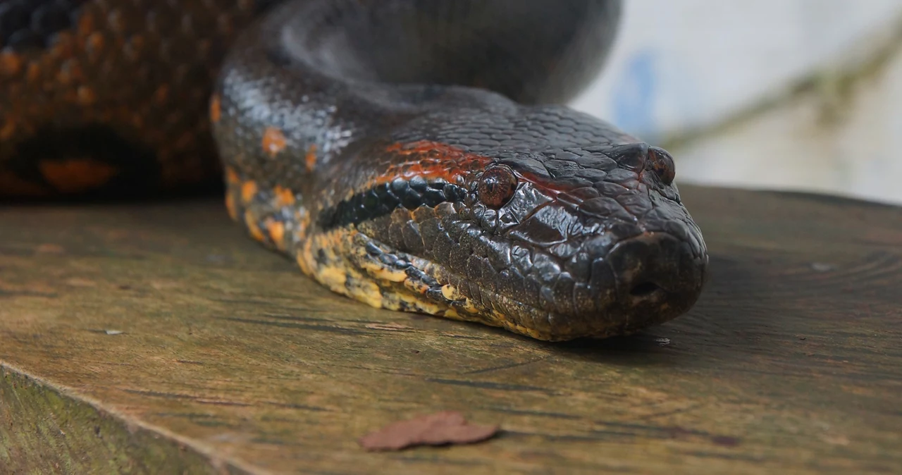 ¿Serpiente constrictor en un lago en Eslovaquia?  Cazadores: Era una anaconda