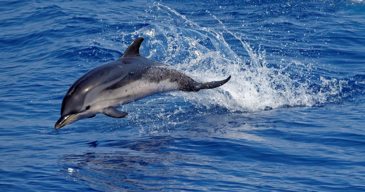  Delfin w Bałtyku. Nagranie pokazuje jak pływał niedaleko Gdyni