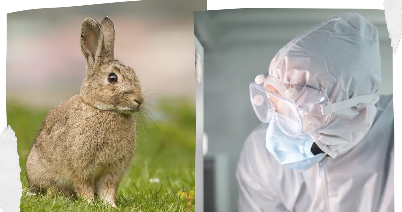  Groźny wirus nie zniknął. Okazuje się, że jest powszechny wśród zwierząt