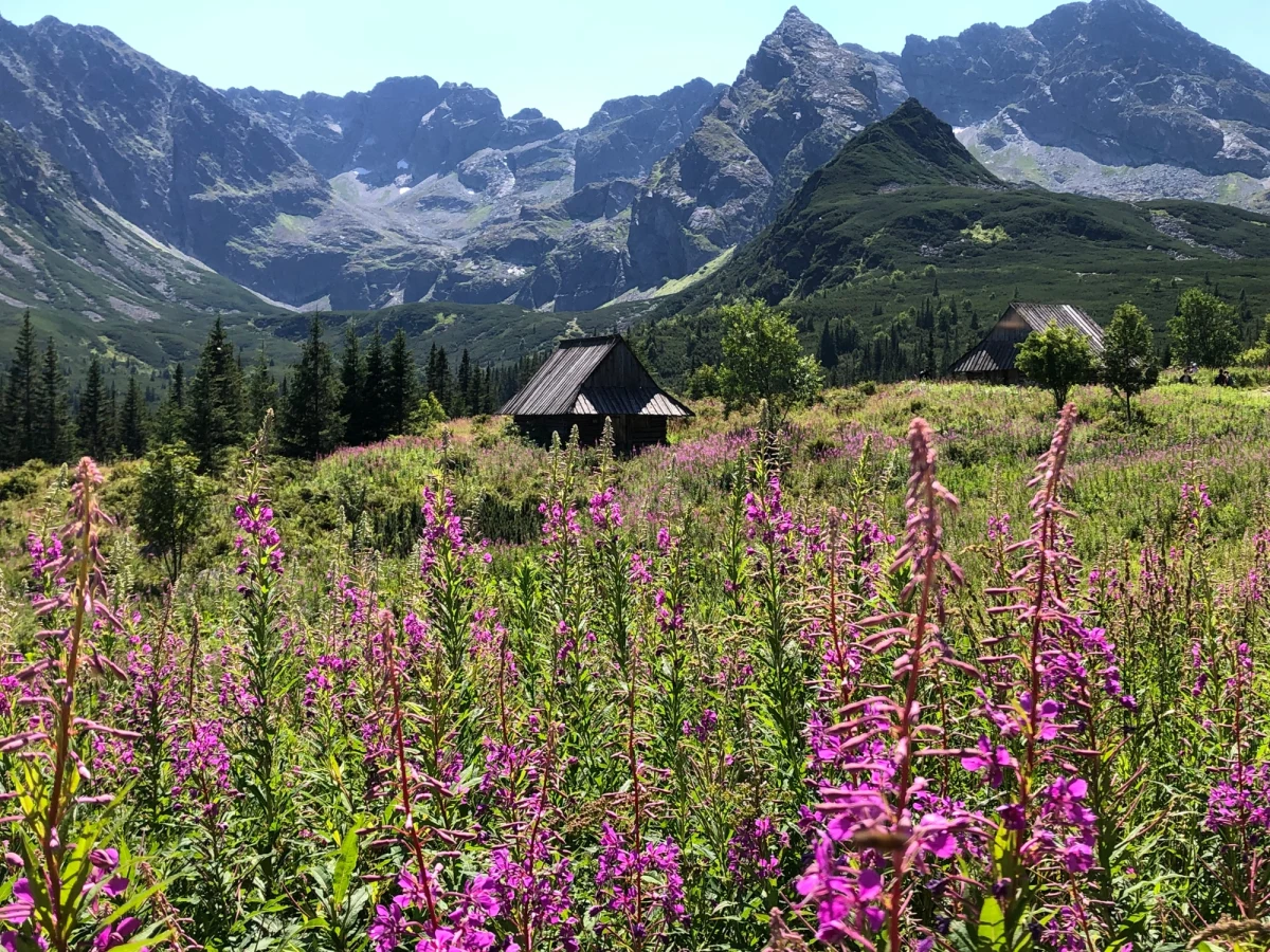 Tysiące zdjęć kwiatów kwitnących na liliowo dosłownie zalewają internet. To wierzbówka kiprzyca, która wyjątkowo wcześnie zakwitła w tym roku na Hali Gąsienicowej. Teraz każdy, kto tędy przechodzi, musi zrobić sobie zdjęcie. Niektórzy przychodzą tylko po to, by uwiecznić swój wizerunek na tym pięknym tle.

