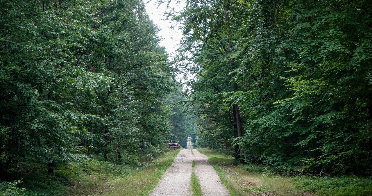 Postrzelił 28-latka podczas polowania. Teść z zarzutem