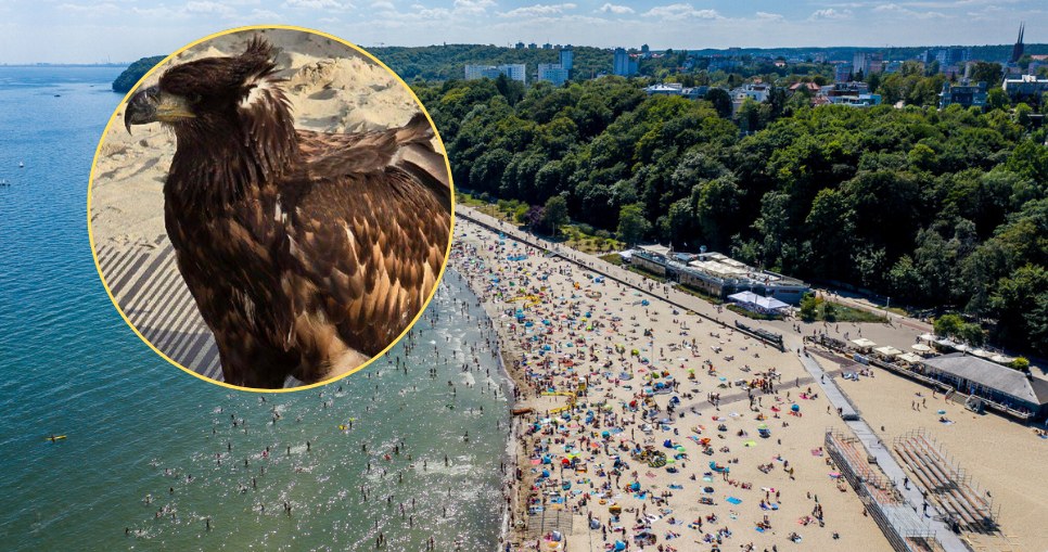 Zjawił się na plaży, przykuł wzrok turystów. „Pierwsza taka interwencja”