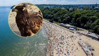 Zjawił się na plaży, przykuł wzrok turystów. "Pierwsza taka interwencja"