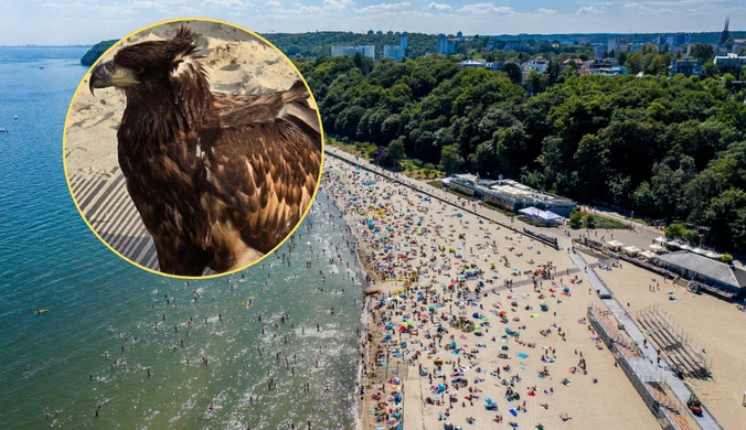 Zjawił się na plaży, przykuł wzrok turystów. "Pierwsza taka interwencja"