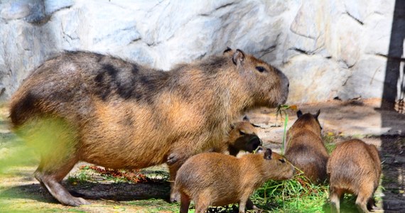 Ruba, Helmut, Kapi i Bara - to kapibary, które przyszły na świat w Gdańskim Ogrodzie Zoologicznym. Maluchy można już oglądać na wybiegu. 
