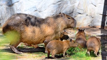 Gdańskie zoo ma nowych mieszkańców. To cztery małe kapibary