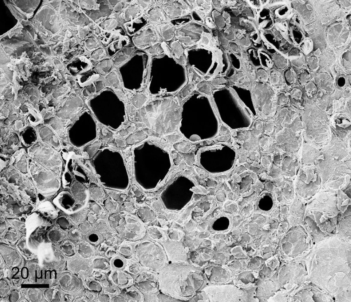 Naukowcy z Uniwersytetu Jagiellońskiego i Uniwersytetu w Cambridge odkryli, że tulipanowce mają odmienną od innych gatunków drzew "ultrastrukturę" drewna, która  umożliwia im magazynowanie większej ilości węgla. To z kolei daje nadzieję, że ich właściwości będzie można wykorzystać w walce ze zmianami klimatu.