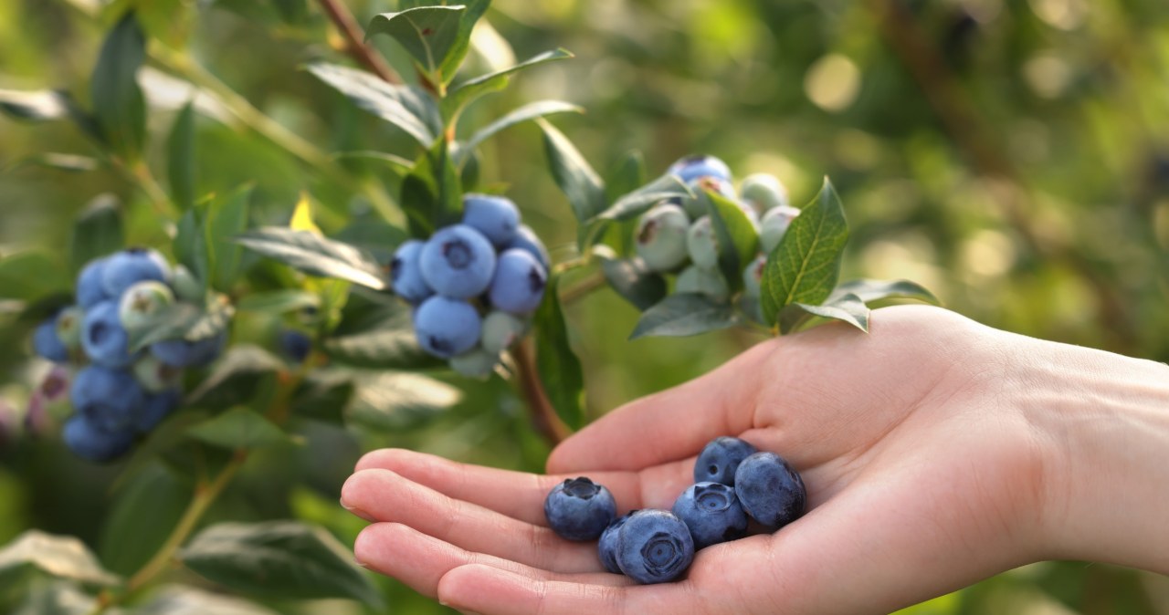Kwiecień to najważniejszy moment! Sprawdź, co zrobić, by borówki obrodziły