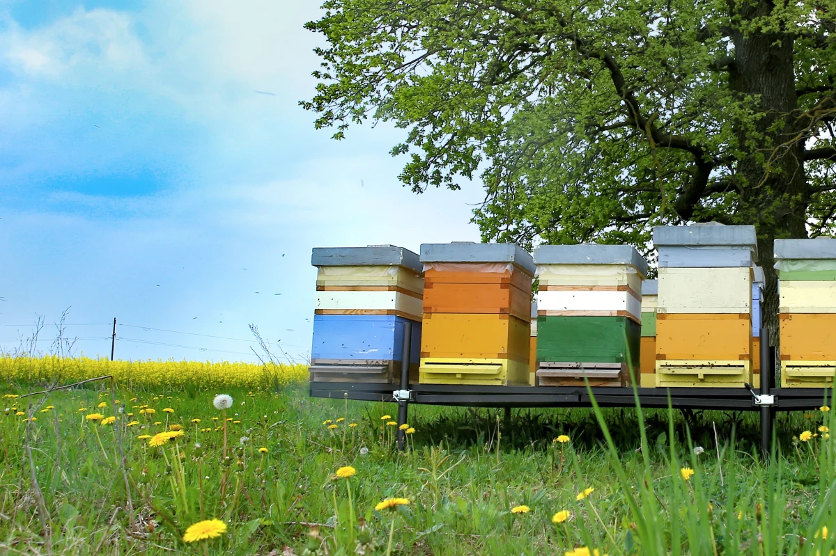 Nadajnik GPS ułatwił namierzenie mężczyzny, który z pasieki w Stalowej Woli ukradł pięć uli. Policjanci zatrzymali samochód w miejscowości Rudka k. Ostrowca Świętokrzyskiego.