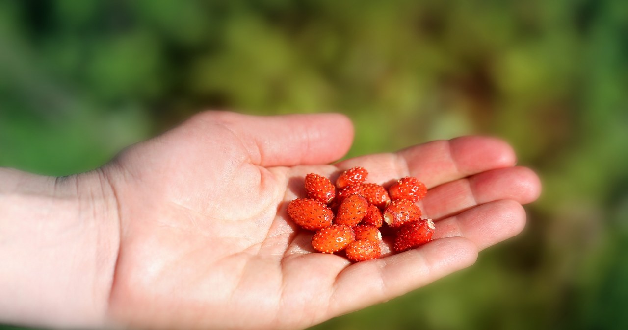Cena poziomek może zaskoczyć. Czy warto jeść te owoce?