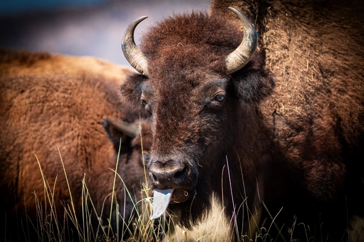 Myśliwi odnaleźli bizona, który uciekł z ośrodka w Kurozwękach (Świętokrzyskie). Jest osłabiony, ale wraca do sił - przekazał Łowczy okręgowy Polskiego Związku Łowieckiego w Tarnobrzegu Robert Bąk. Tym samym nie potwierdziły się wczorajsze informacje o odstrzeleniu zwierzęcia. To jednak nie oznacza, że los bizona nie jest zagrożony.