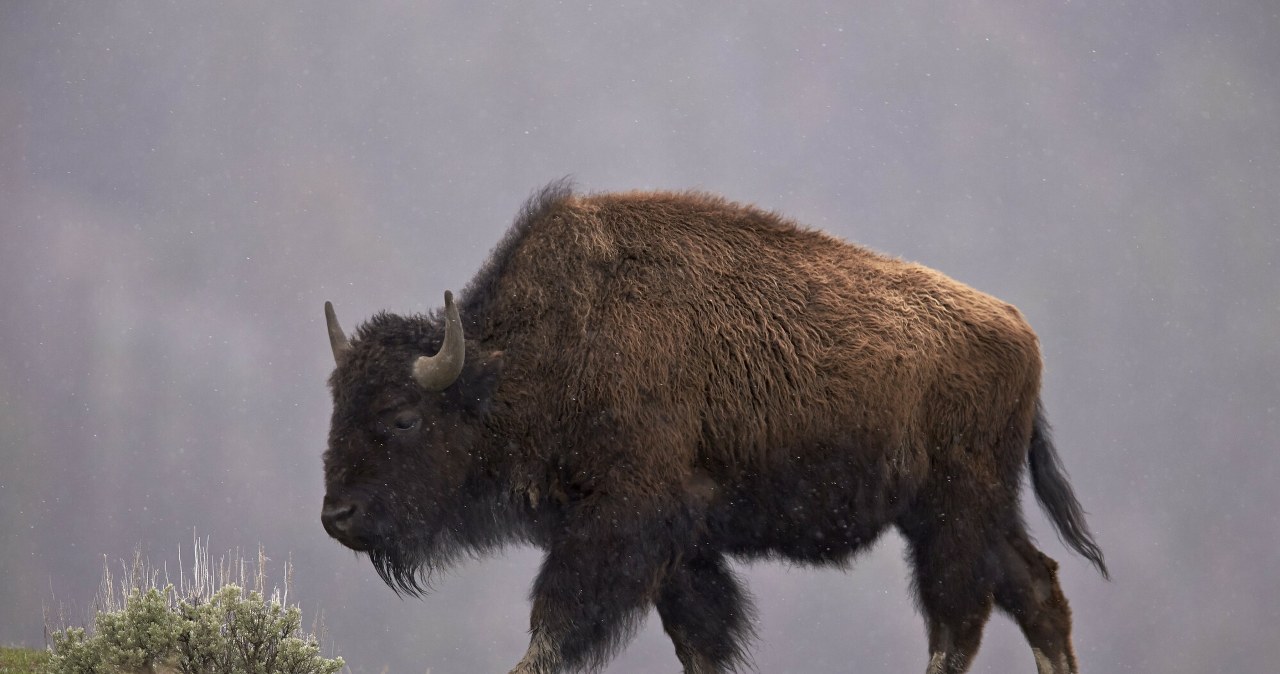 Znaleźli bizona, który uciekł z ośrodka. Szeroko zakrojona akcja