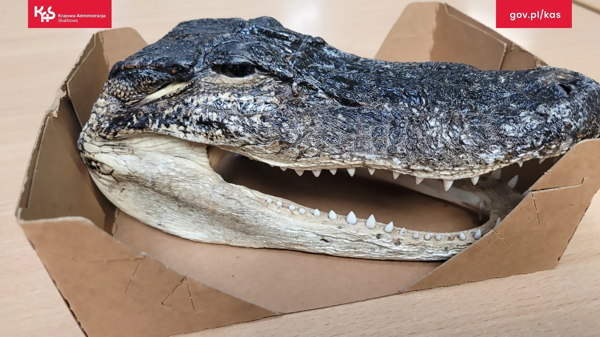 Blisko 400 okazów zwierząt i roślin chronionych konwencją waszyngtońską (CITES) skonfiskowała turystom od początku roku mazowiecka KAS. Wśród nich była m.in czaszka aligatora.