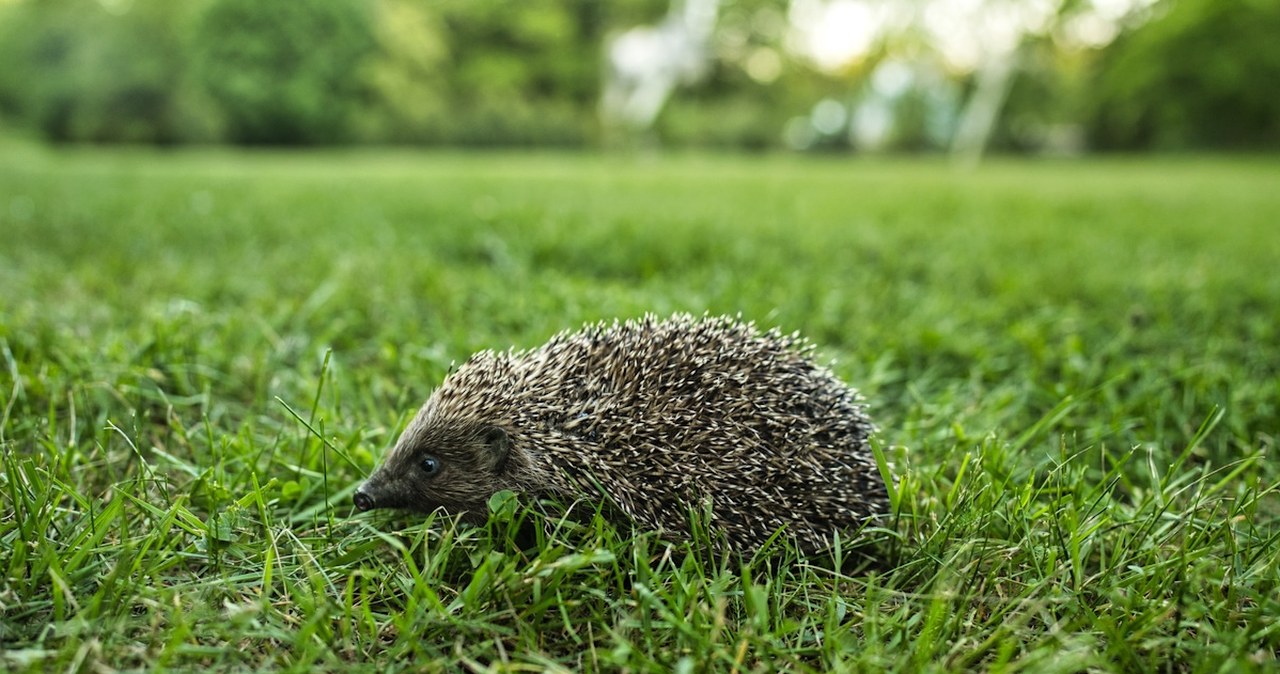 Zostaw jesienią w ogrodzie. Na wiosnę zapomnisz o ślimakach