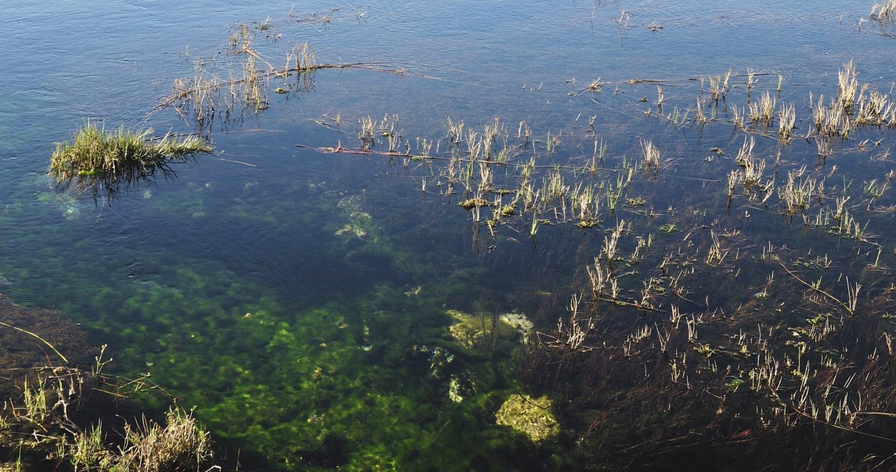 „Złota alga” znów atakuje. Rośnie zagrożenie na Śląsku