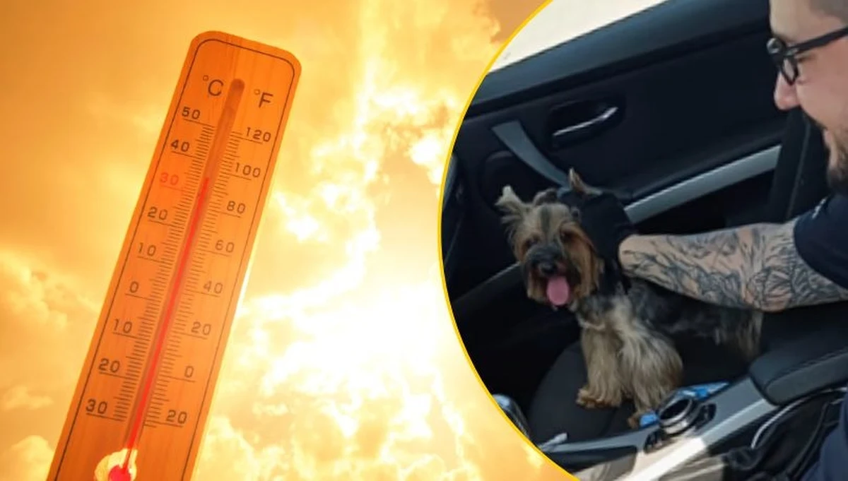 W sobotę żyrardowska policja poinformowała o kolejnym przypadku pozostawienia psa w nagrzanym aucie. Zwierzę było uwięzione w pojeździe, gdy temperatura na zewnątrz sięgała blisko 30 stopni. Samochód dodatkowo stał w miejscu częściowo nasłonecznionym na parkingu parku wodnego. Na szczęście pracownik ochrony w porę zaalarmował mundurowych.