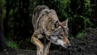 Atak wilków w gospodarstwie. Pilny apel do mieszkańców