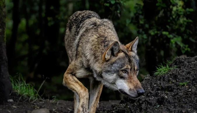 Atak wilków w gospodarstwie. Pilny apel do mieszkańców