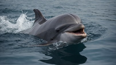 Zabłąkany delfin pływa po Tamizie w Londynie [FILM]