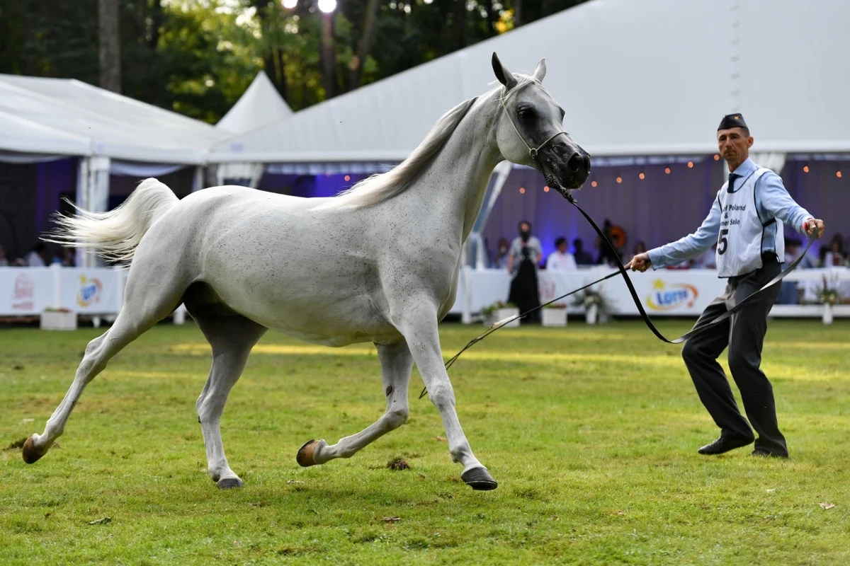 Przygotowania do prestiżowej aukcji koni arabskich, która w 2024 roku odbędzie się już po raz 55., na ostatniej prostej. "Przede wszystkim ta aukcja nastawiona jest na tych, którzy chcą nabyć dobre klacze" – mówi w rozmowie z RMF FM Jerzy Białobok. "Pamiętajmy też, że bez dobrych klaczy, które urodzą świetne źrebięta, nie będzie tego spektakularnego sukcesu, o którym wiecznie mówimy" – podkreśla prezes Stadniny Koni Michałów Monika Słowik. 