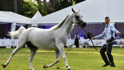 Pride of Poland po raz 55. w Janowie Podlaskim. 18 koni na aukcji