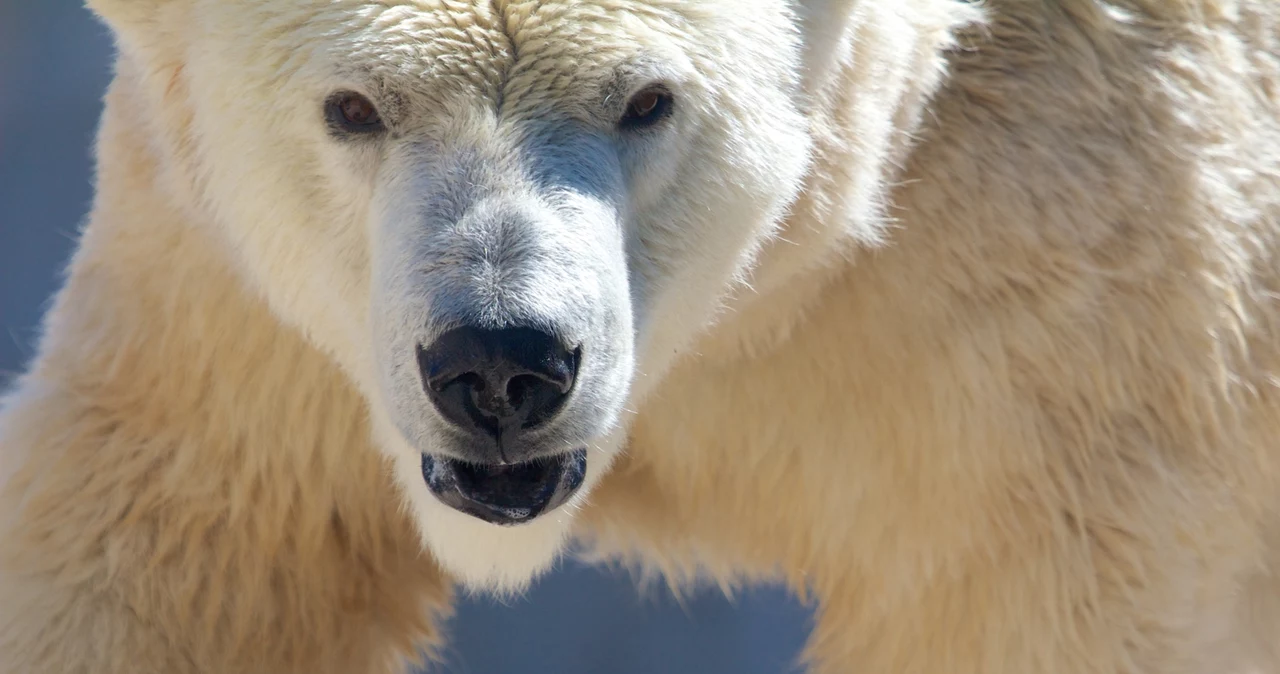  Rzucił się na niedźwiedzia polarnego. Chciał uratować życie żony