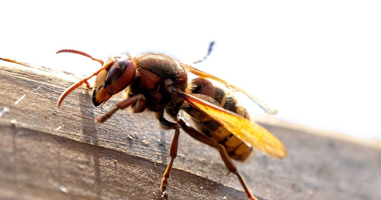 Szerszenie nienawidzą tego zapachu. Daj to na parapet, a nie wlecą do domu
