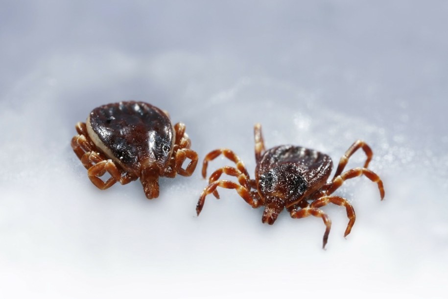 /PATRICK LANDMANN/Science Photo Library/East News /East News