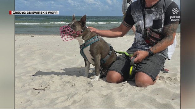 Gorąco na nadbałtyckich plażach. Rozgrzewa je temperatura sporów o czworonogi. Niektórzy właściciele nie zakładają swoim psom kagańców, co zdaniem turystów stwarza niebezpieczeństwo. Sypią się obelgi i mandaty, jeden z mężczyzn użył nawet wobec drugiego gazu łzawiącego. Materiał dla "Wydarzeń" przygotowała Anna Gonia-Kuc.