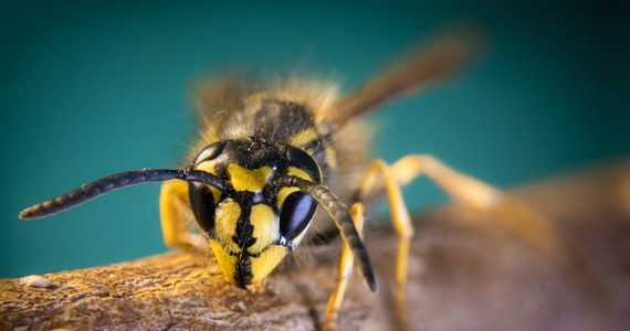 Wakacje to czas, w którym do szpitali trafia najwięcej osób po ukąszeniu przez osy, pszczoły czy szerszenie. Pytanie, kiedy można poradzić sobie na własną rękę, a kiedy koniecznie trzeba skorzystać z pomocy lekarza?  Warto też poznać profilaktykę, by samemu nie prowokować owadów do ataku.

