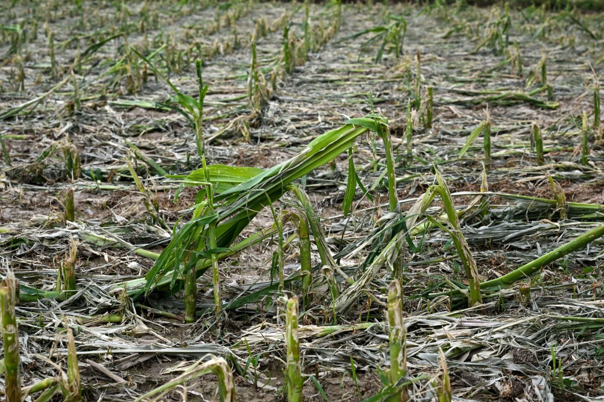 Gospodarstwa w województwach lubelskim i świętokrzyskim zostały najbardziej poszkodowane przez wiosenne przymrozki i gradobicia - poinformował w poniedziałek w Lublinie minister rolnictwa i rozwoju wsi Czesław Siekierski. Obecnie trwa szacowanie strat.

