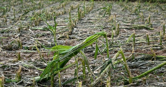 Gospodarstwa w województwach lubelskim i świętokrzyskim zostały najbardziej poszkodowane przez wiosenne przymrozki i gradobicia - poinformował w poniedziałek w Lublinie minister rolnictwa i rozwoju wsi Czesław Siekierski. Obecnie trwa szacowanie strat.

