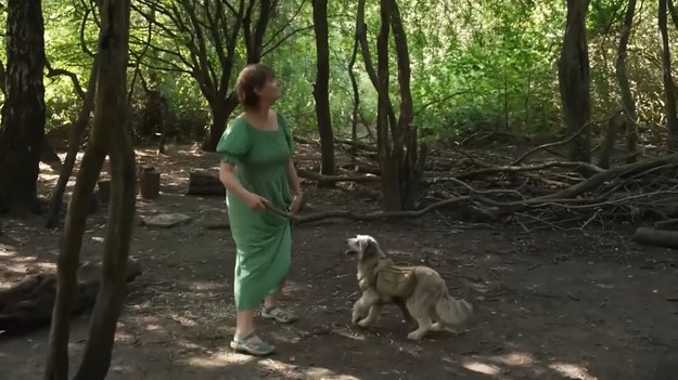 - Na wolności wilki pokonują ogromne odległości, czasami nawet 100 km w nocy, noszą nasiona w futrze i je upuszczają. I pomyśleliśmy, że byłoby wspaniale odtworzyć to za pomocą naszych plecaków - tak nietypowy pomysł na połączenie spacerów z psem i odnawianiem zniszczonej przyrody opisał Dylan Walker, jeden z przedstawicieli projektu Rewilding Trails, który rekultywuje tereny po dawnym dworcu kolejowym w Lewes na południowym wybrzeżu Anglii.