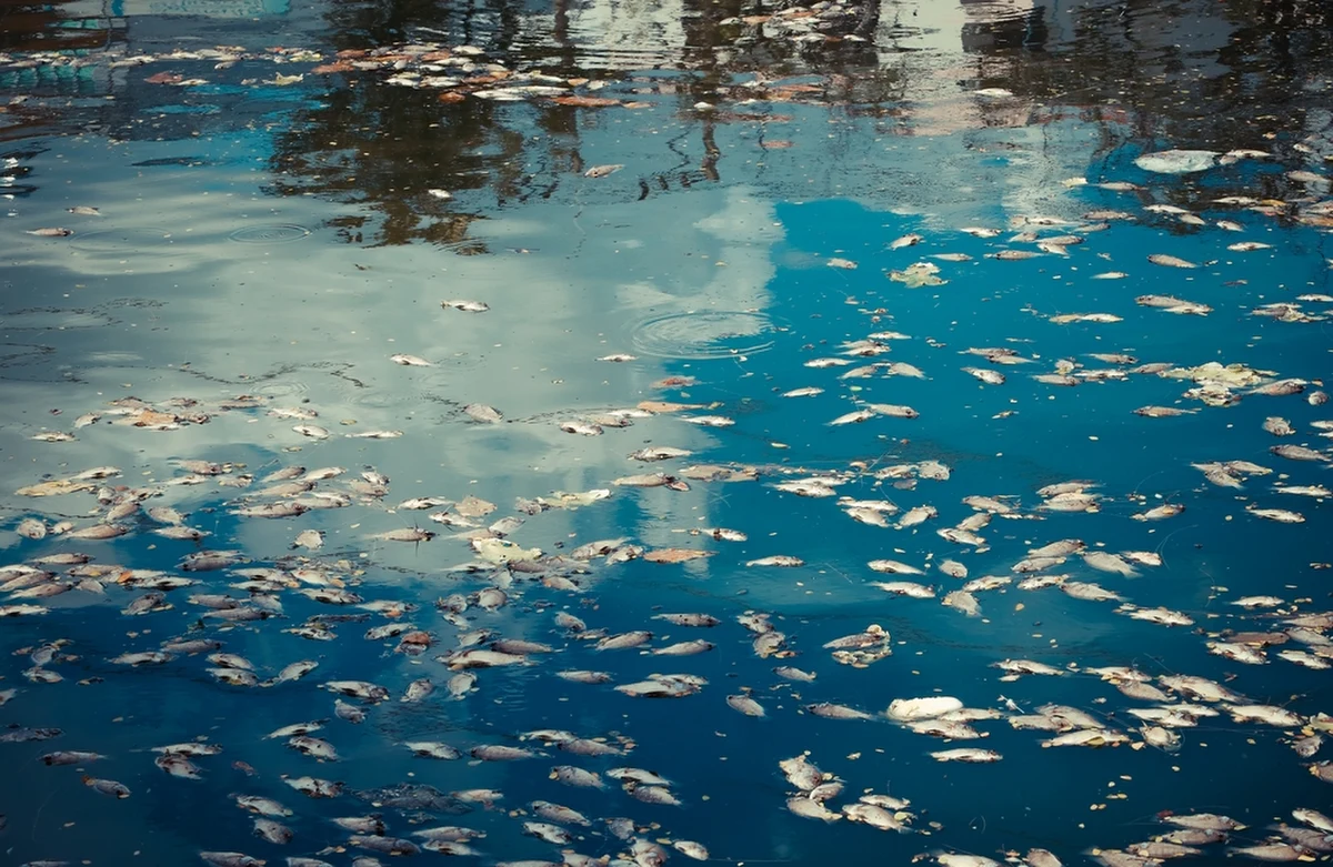 Blisko 5 ton śniętych ryb wyłowiono z Kanału Gliwickiego. Przyczyną prawdopodobnie jest zakwit złotej algi. Do 19 sierpnia obowiązuje zakaz korzystania ze zbiornika Dzierżno Duże i czwartej sekcji Kanału Gliwickiego. 