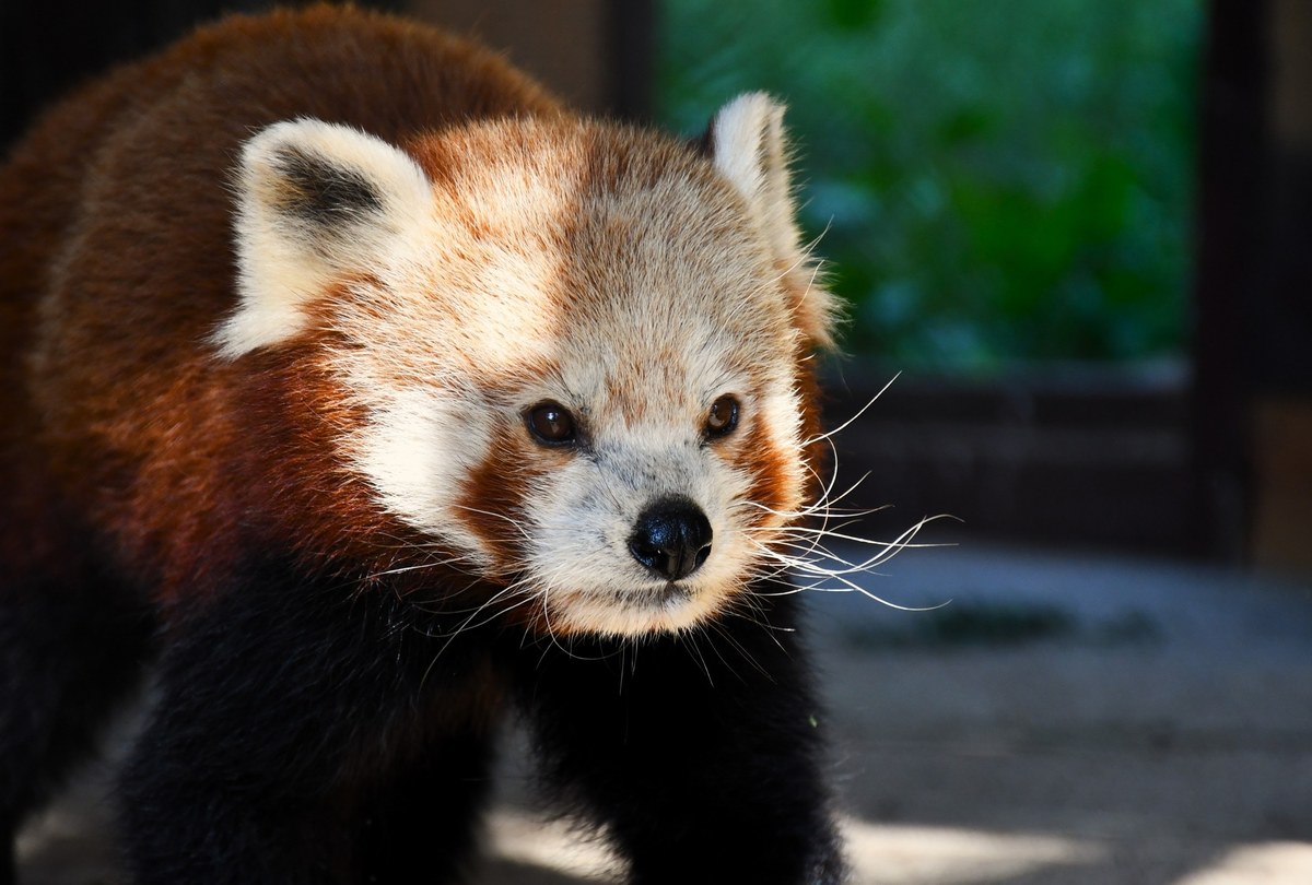 Ma 7 tygodni, waży ponad 750 gramów, a jej narodziny owiane były tajemnicą. Pierwszy raz od 20 lat w poznańskim ogrodzie zoologicznym przyszła na świat panda ruda. 