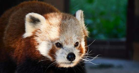 Ma 7 tygodni, waży ponad 750 gramów, a jej narodziny owiane były tajemnicą. Pierwszy raz od 20 lat w poznańskim ogrodzie zoologicznym przyszła na świat panda ruda. 