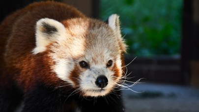 Narodziny w poznańskim ZOO. Pierwsze takie od 20 lat!