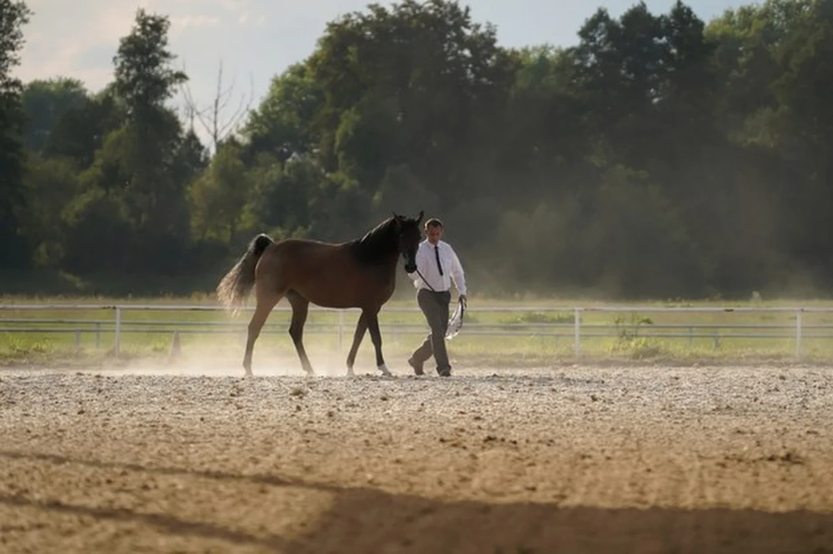 100 koni ze stadnin państwowych i prywatnych hodowli zostanie ocenionych w 11 klasach, zróżnicowanych ze względu na wiek i płeć zwierząt. Wszystko to podczas 46. Narodowego Pokazu Koni Arabskich Czystej Krwi, który odbędzie się w Janowie Podlaskim. 