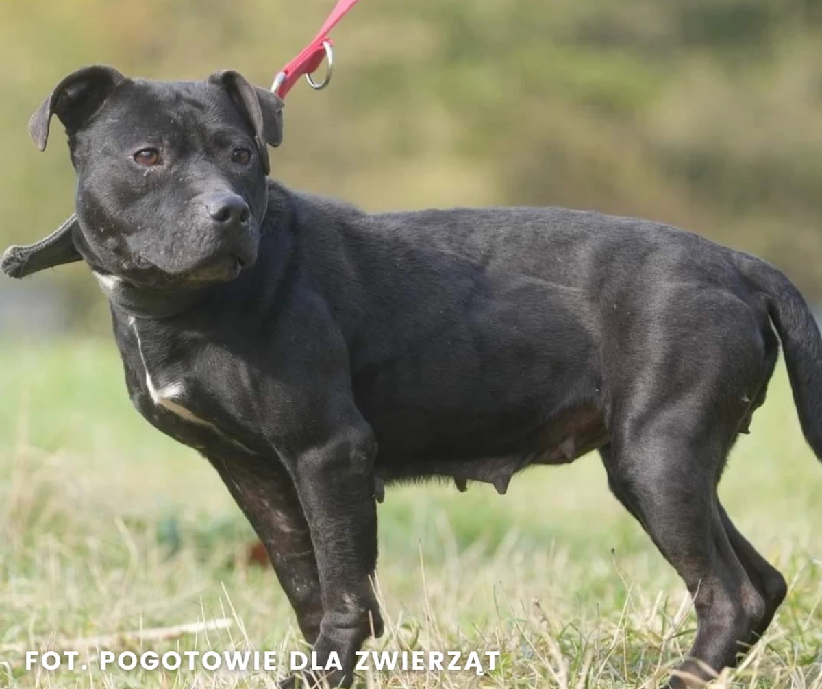 "Łowcy głów" z Opola zatrzymali mężczyznę, który był poszukiwany listem gończym za organizowanie nielegalnych walk psów. Policjanci udowodnili mu także faszerowanie zwierząt anabolikami, prowokowanie do agresji, szczucie oraz specyficzny rodzaj tresury. Mężczyzna w listopadzie usłyszał wyrok 3 lat bezwzględnego pozbawienia wolności. Wtedy jednak zniknął. Wytropili go funkcjonariusze  z Wydziału Poszukiwań i Identyfikacji Osób.